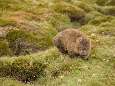 Cradle Mountain Wildlife - Wombats | News at Cradle Mountain Hotel