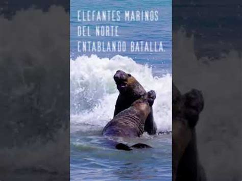 Elefantes Marinos Peleando | Lucha animal - YouTube