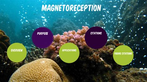 Magnetoreception by Aliyah Dalier on Prezi