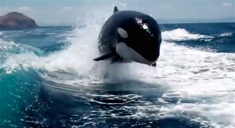 VIDEO: Pod Of Killer Whales Chases Speed Boat Like Dolphins – Sick Chirpse