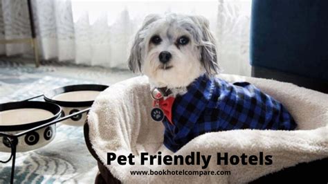 Top Low Cost Pet Friendly Hotels Near Me in USA Upto 80% Off