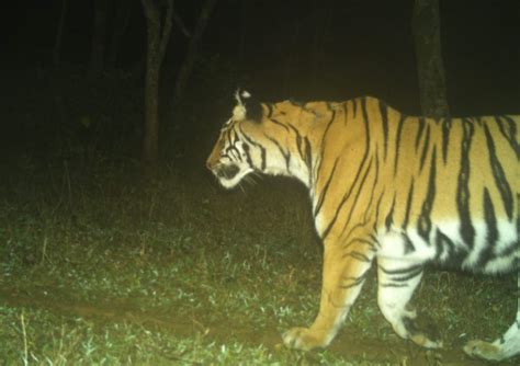 Wildlife Enthusiasts Surprised by Photo of Pseudo-Melanistic Tiger Cub - Vo Truong Toan High School