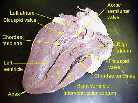 Cow Heart Dissection Worksheet | Sheep Heart Dissection (With images ...