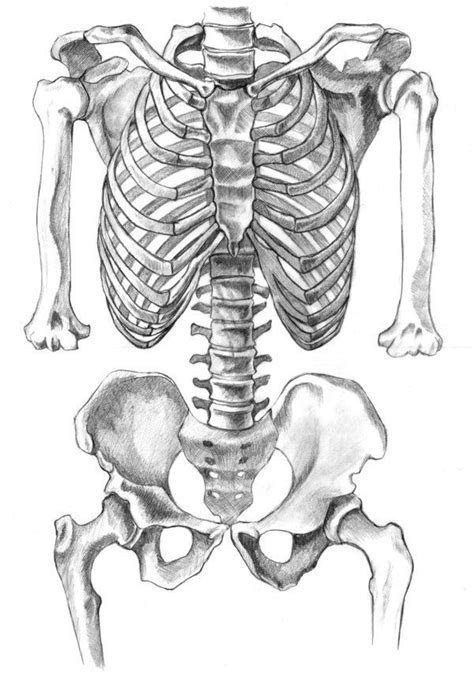 Skeleton Drawing Realistic - Drawing Skill