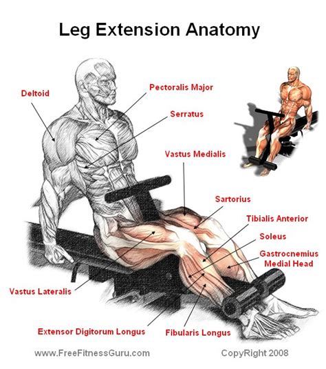 FreeFitnessGuru - Leg Extension Anatomy