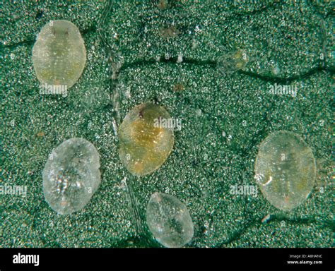 Cotton whitefly Bemisia tabaci scales larvae on cotton leaf Stock Photo: 6917339 - Alamy