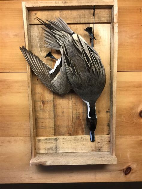 Drake Pintail Mounted Duck Taxidermy Bird | eBay | Taxidermy, Bird ...