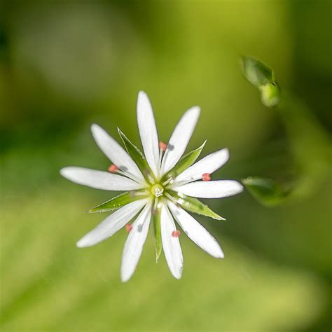 Midsummer flowers 2020 › Way up north