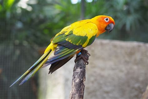 How to Read Conure Body Language: 8 Signs & Signals | Pet Keen