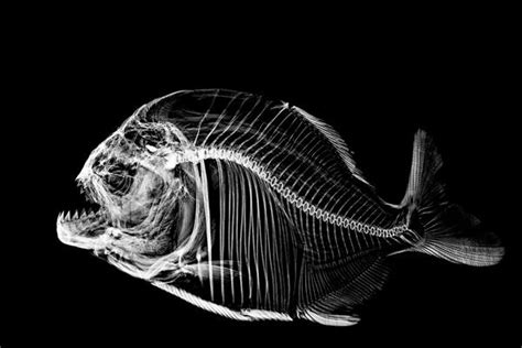 X-Ray Photography: An Unusual Type Of Close-Up Work | Shutterbug