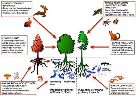 Botany One on Twitter | Invasive plants, Plant science, Plant roots