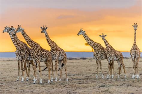 Seven Giraffes at sunset in the Maasai Mara Reserve | Smithsonian Photo ...