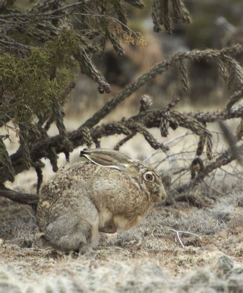 ADW: Lepus californicus: PICTURES