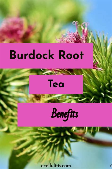 Burdock root tea is one of the easiest ways to prepare a remedy from this plant. It is an ...
