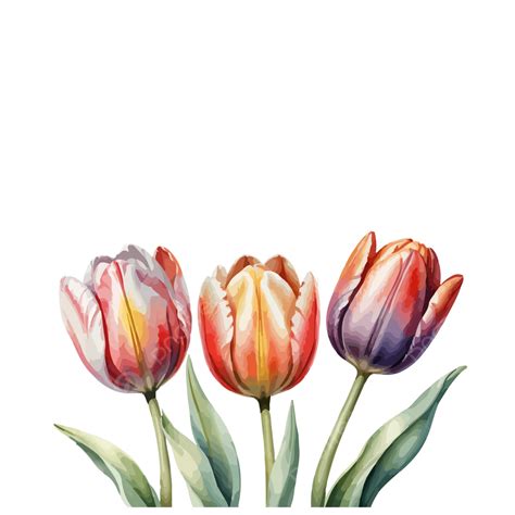 Tulip Flower In Transparent Vector, Tulip Flower, Tulip, Flower PNG and ...