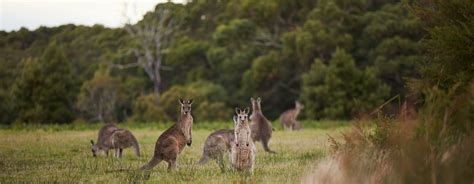 Visit Great Ocean Road | Great Ocean Road Wildlife - Visit Great Ocean Road