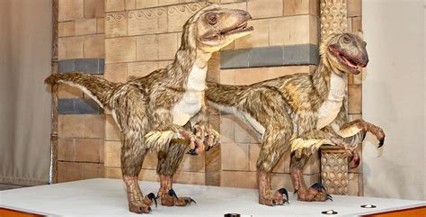 How dinosaurs evolved into birds | Natural History Museum