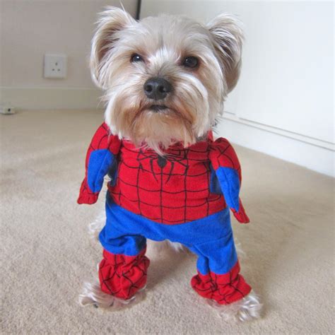 Superhero Costumes for Your Dog | WebNuggetz.com