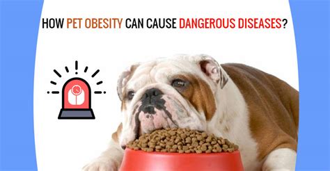 Pet Obesity: Symptoms & Adverse Health Conditions | Budgetvetcare