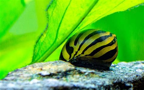 How to Breed Nerite Snails: A Simple Guide for Aquarists