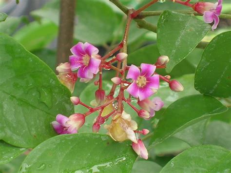 Averrhoa carambola (Star Fruit) - Richard Lyons Nursery, Inc.