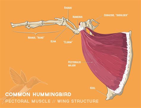 Hummingbird Wing Structure Inset on Behance