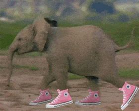 Elephant Walking GIFs - Find & Share on GIPHY