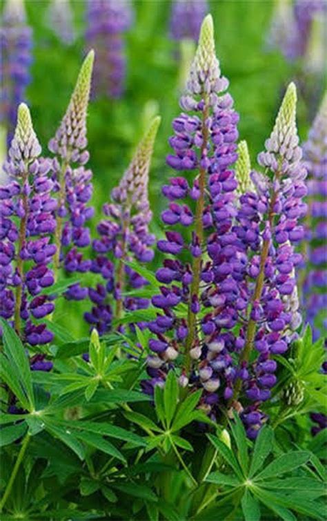 Purple Elegant Lupine Flower perennial 50 seeds | Etsy | Lupine flowers, Purple plants, Flower ...