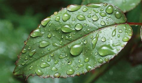 How to protect plants from storms - Farm and Dairy