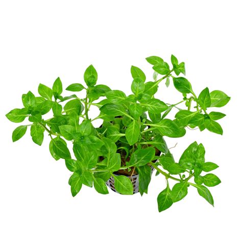 Ludwigia palustris "Green" - Pot | Aquasabi - Aquascaping Shop