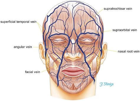 Veins of the Face and Neck | Plastic Surgery Key | Face anatomy, Facial ...