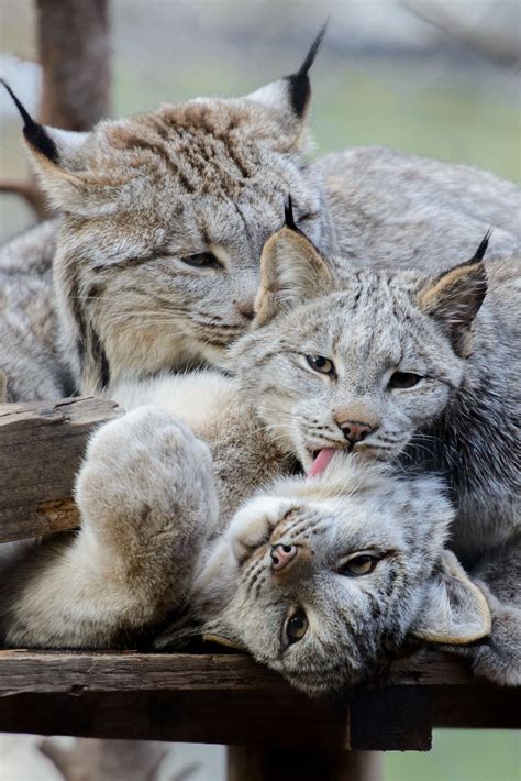 Canada Lynx Cleaning Time | Cats and kittens, Animals, Cute animals