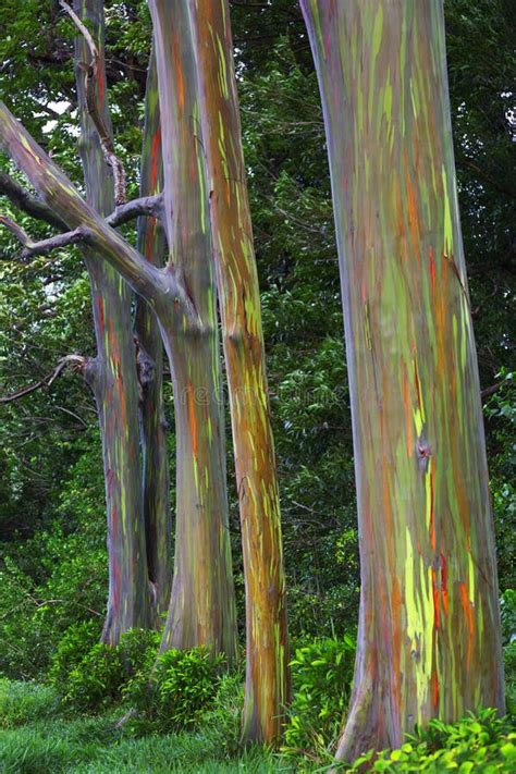 Rainbow Eucalyptus Trees, Maui, Hawaiian Islands Stock Image - Image of ...