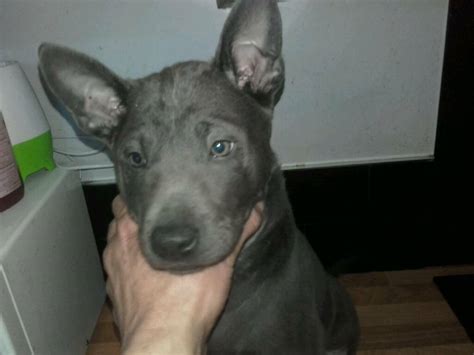 Thai Ridgeback Puppies | in Sutton-in-Ashfield, Nottinghamshire | Gumtree