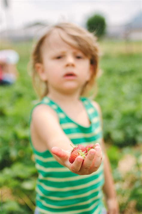 "Blonde Toddler With Striped Shirt Showing Strawberries In His Hand" by ...