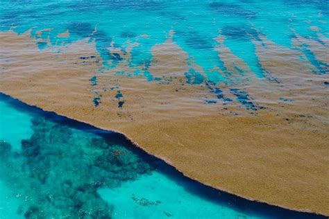 Massive Sargassum Bloom Heading Towards Florida Shrinks Unexpectedly By 15%