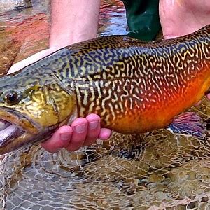 Tiger Trout | HookedAZ - Arizona Fishing Community