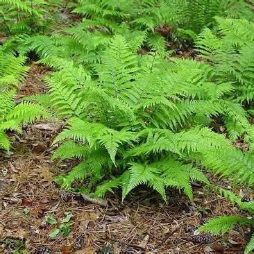 Athyrium filix-femina, Lady Fern - Keystone Wildflowers