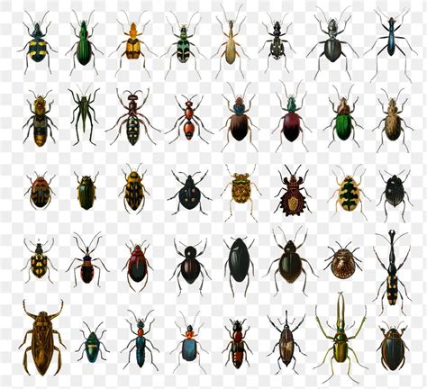 Vintage insect png set, remix | Free PNG - rawpixel