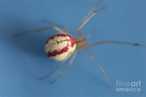 Red White and Blue Photograph by Carol Fielding - Fine Art America