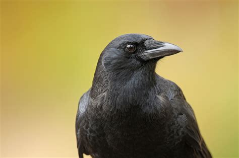 8 Uncanny Facts About Crows