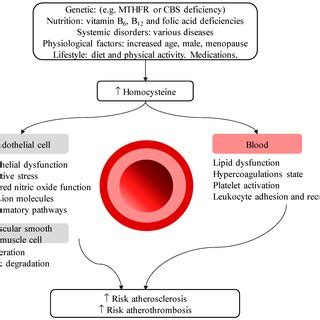 Risk factors and mechanisms for high homocysteine in cardiovascular ...