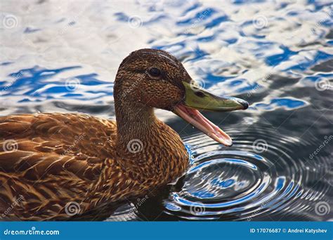 Quacking duck stock image. Image of country, blue, animals - 17076687