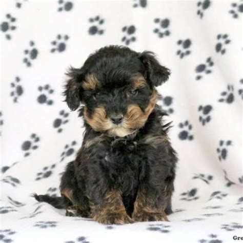 Morkie-Poo Puppies For Sale | Greenfield Puppies