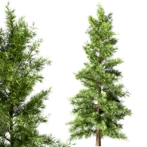 ArtStation - Set of Eastern White Pine Trees (Pinus Strobus) (2 Trees ...