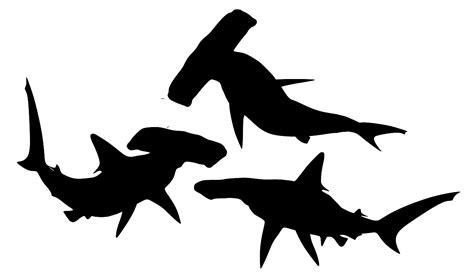 SVG > animal shark - Free SVG Image & Icon. | SVG Silh