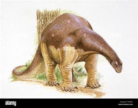 Palaeozoology - Cretaceous period - Dinosaurs - Magyarosaurus - Art work Stock Photo - Alamy