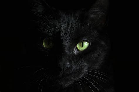 HD wallpaper: macro photography of black cat, black cat, wallpaper ...