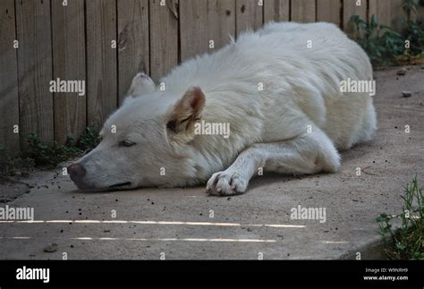 Wolf dog hybrid hi-res stock photography and images - Alamy