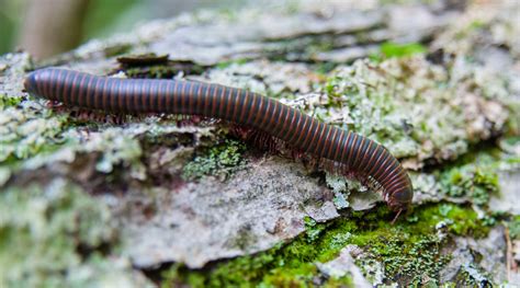 American giant millipede - amazonett.com